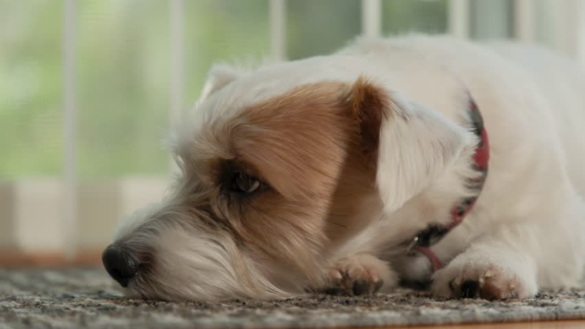 A Jack Russell dog lying on the floor at home in the sunlight. Closeup shot Royalty-Free Stock Footage #1104161069