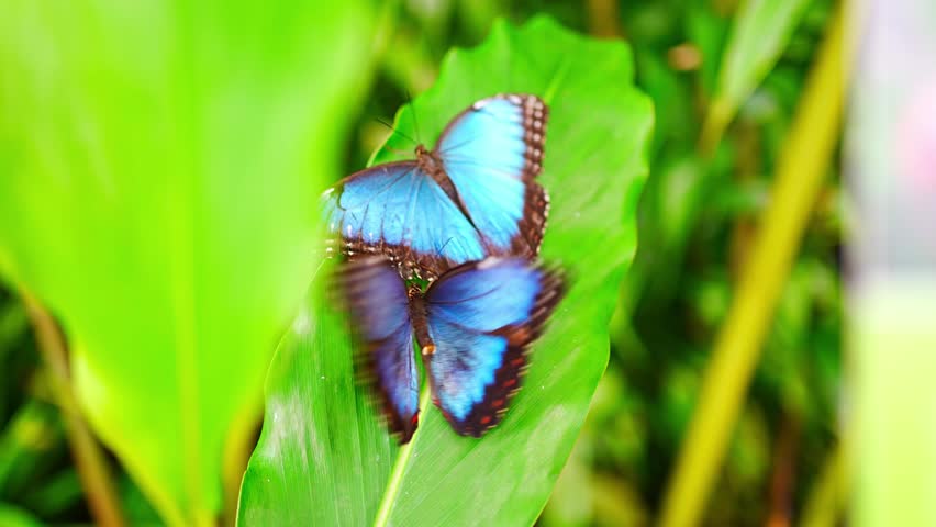 Close up of beautiful brown and blue tropical butterfly in Botanic Garden, Prague, Europe. High quality 4k footage
