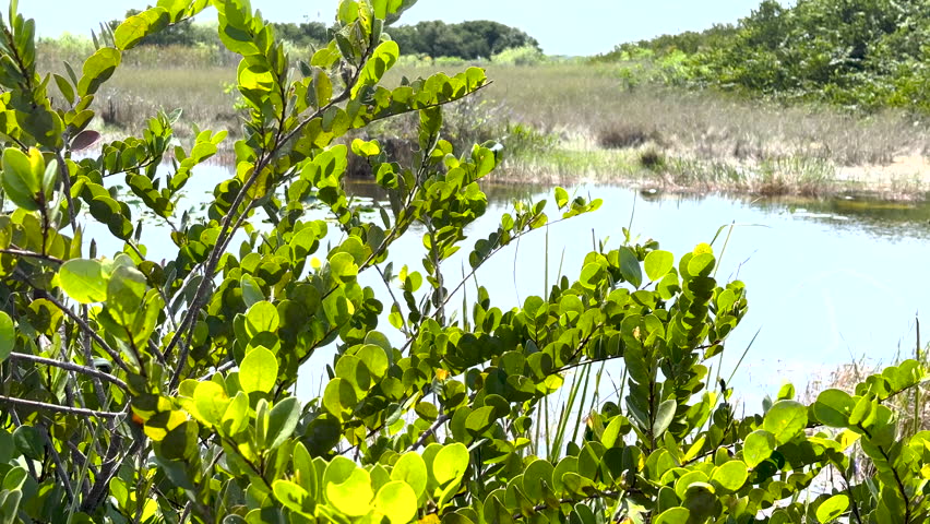 Bright Green Leaves Blow In The Wind in Everglades National Park