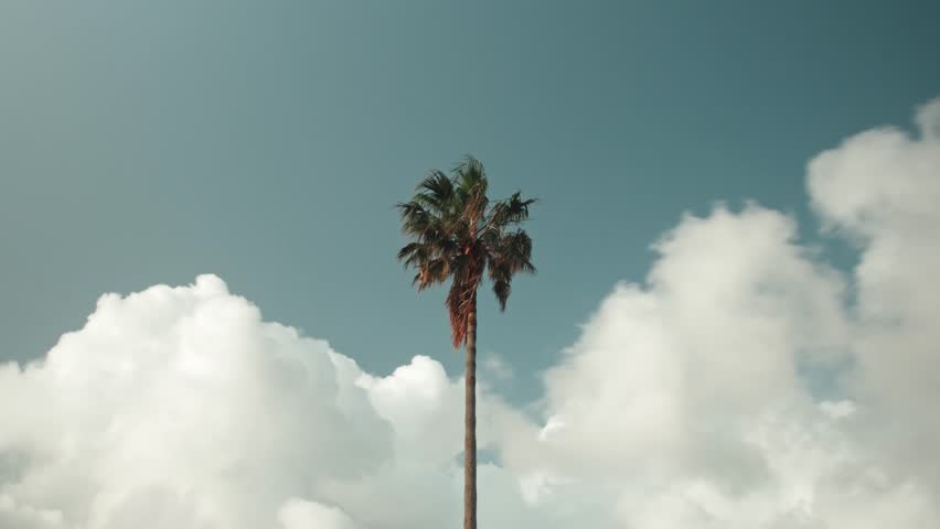 Time lapse shot Single palm tree and clouds motion on blue sky, summer sunny day 