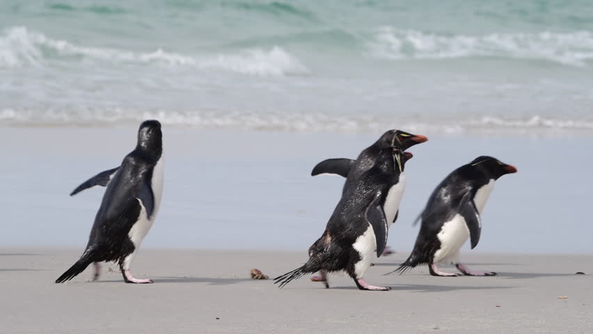 Rockhopper penguin in Falkland Islands Royalty-Free Stock Footage #1104165903