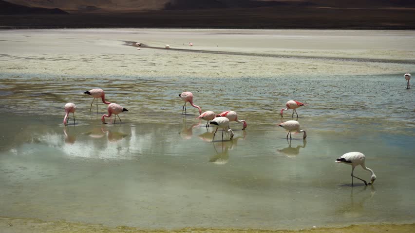 Laguna Verde and Flamingos. Bolivia