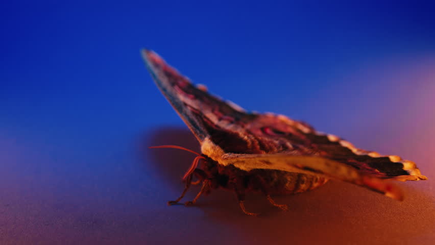 Night butterfly - Saturnia pyri, giant peacock moth under colorful neon light