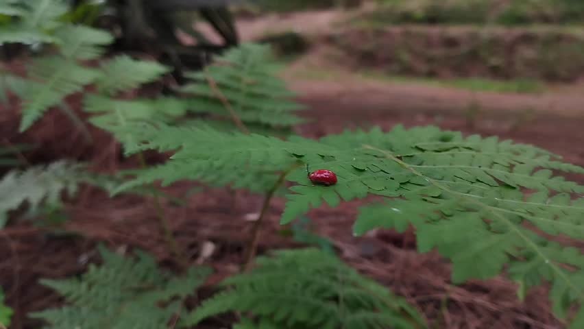 A small animal perched on a green leaf is a kind of beetle