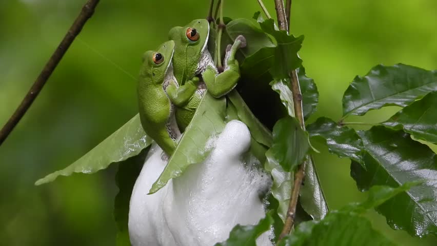Forest tree frog laying eggs on tree branches