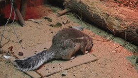 Video from the Moscow Zoo, the video shows an African ground squirrel holding something in his paws and eating. 