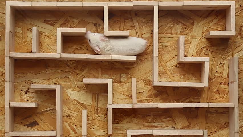 A white hamster runs through a maze. At first he comes to a dead end, and then he turns around and finds a way out of this confusing situation.