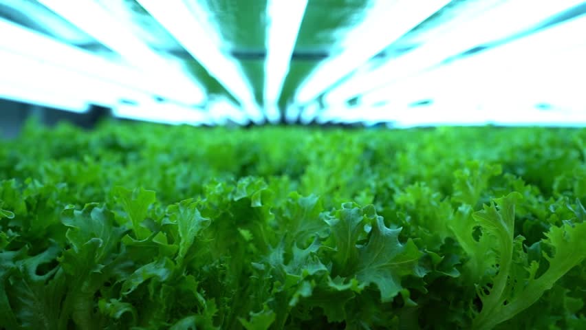 Modern production or cultivation of vegetable plants in water. Vertical farms Royalty-Free Stock Footage #1104181041