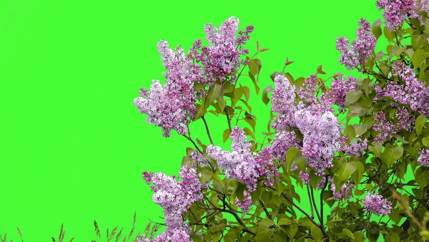 lilac flowers on a green screen 