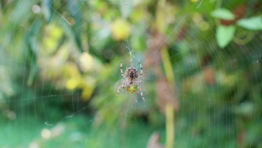 A big Araneus spider eating its prey cockroach on a spider web swaying in the wind in forest. Macro video with sharp details and blurred bokeh green background. Orb-weaving spiders in natural habitat