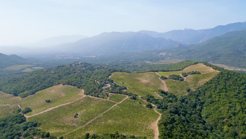 Aerial Voyage over the Verdant Vines: Torraccia Winery, Lecci, Corsica - Where Nature's Splendor Meets Viticultural Artistry Amidst Mountainous Scenery Royalty-Free Stock Footage #1104186691