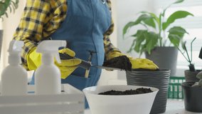 Transplant in kitchen video where woman uses flowerpots and pots to transplant houseplants in kitchen, creating green area and giving weight to freshness and culinary experience. Hobbies in spare time