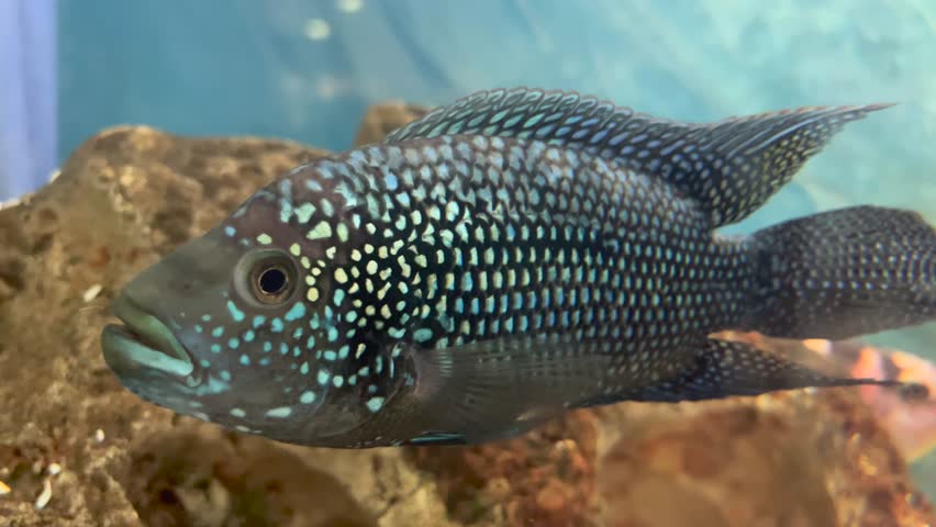 Jewel fish in cichlid fish aquarium with super final blue background | Shutterstock HD Video #1104187467