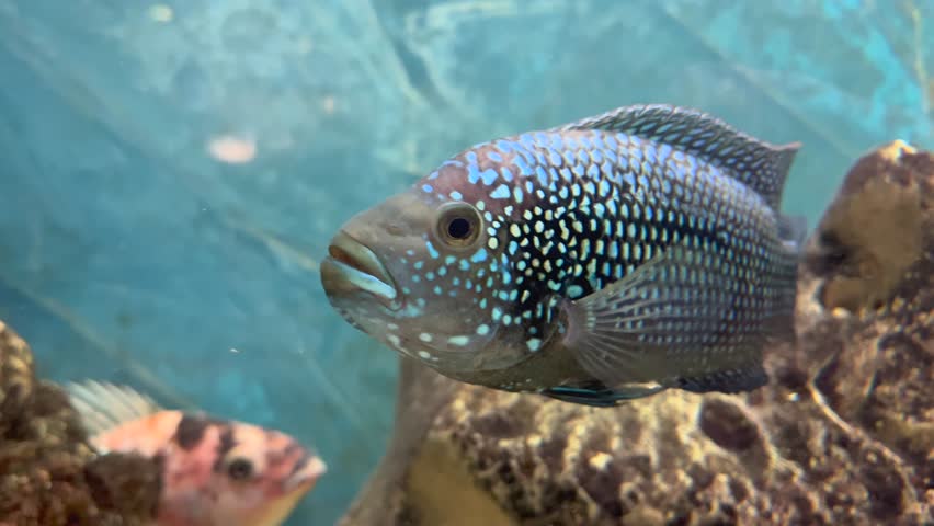Jewel fish in cichlid fish aquarium with blue background | Shutterstock HD Video #1104187477