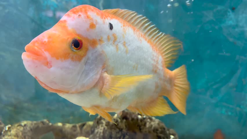 King midas fish sharing an aquarium with other species | Shutterstock HD Video #1104187685
