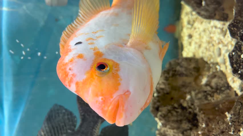 Close up vertical shot of the head of a cichlid fish of the king midas species | Shutterstock HD Video #1104187695