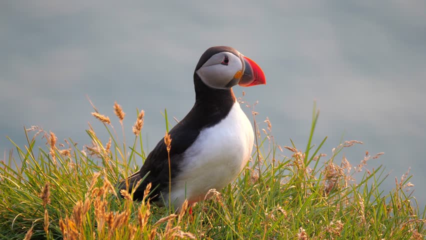 Atlantic Puffins enjoy a beautiful spring sunset on the Langanes Peninsula in North Iceland sitting on green grass Royalty-Free Stock Footage #1104188383