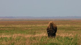 Bison grazing peacefully on the prairie. Wild buffalo during spring moult. Bison buffalo walking in a field. Watching from a long distance on a windy day. Slow motion 120fps, 10 bit video