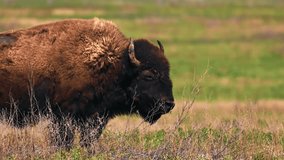 Bison grazing peacefully on the prairie. Wild buffalo during spring moult. Bison buffalo walking in a field. Watching from a long distance on a windy day. Slow motion 120 fps video