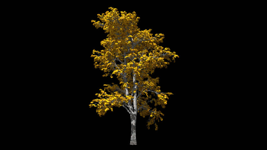 Tall tree with autumn yellow foliage