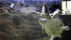 Turtle swiming in 
aquarium. Aquatic dinosaur . Exhibition of tortoisesHorizontal 4k footage.Chinese softshell turtle