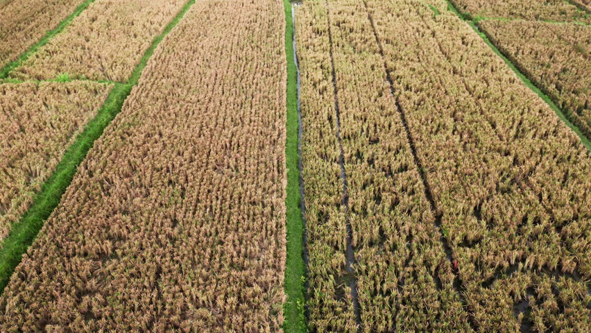 Aerial footage of ripe and dry brown rice terrace. Paddy fields before and after harvesting. Crops on farmland. Drone flying above plantations of rice. Cut dry grass and ripe paddy wheat on a farm.  Royalty-Free Stock Footage #1104191275