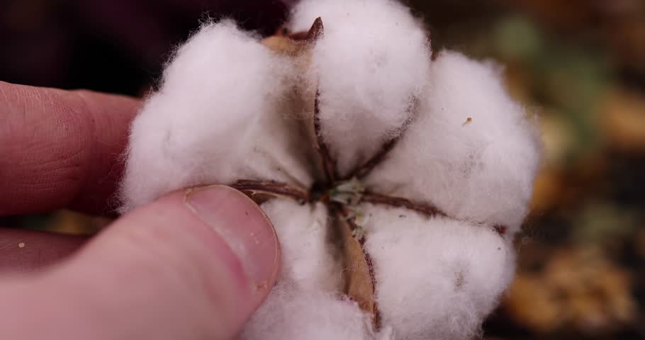 old dirty cotton flower with crumbs of dried roses and flowers, white authentic cotton close-up with other dry flowers