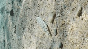 Vertical video, Slender Lizardfish or Gracile lizardfish (Saurida gracilis) on sandy bottom on sunny day in sun glare, Slow motion, Camera moving forwards approaches fish, it swims away, Back view