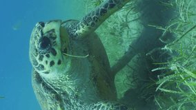 Vertical video, Close up frontal portrait of very old male Hawksbill Sea Turtle or Bissa (Eretmochelys imbricata) sits on seagrass bed and eats Round Leaf Sea Grass (Syringodium isoetifolium)