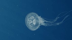 Vertical video, Mauve Stinger Jellyfish swim on the deph sea. Mauve Stinger, Night-lightx Jellyfish, Phosphorescent jelly or Purple people eater (Pelagia noctiluca) floating on blue deep of the Ocean