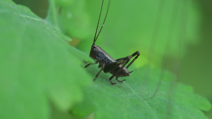 Long horned grasshopper or katydid with elongated antenna and leaf-like wings