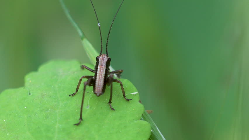 Long horned grasshopper or katydid. Katydids, Longhorned Grasshoppers. elongated antennae that often exceed their entire body length
