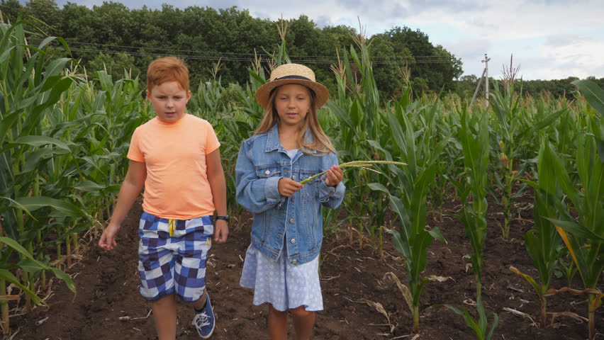 Cute girl holding in hand cornstalk and telling something her friend while going through corn field at organic farm. Small kids talking during walk among maize plantation. Concept of happy childhood