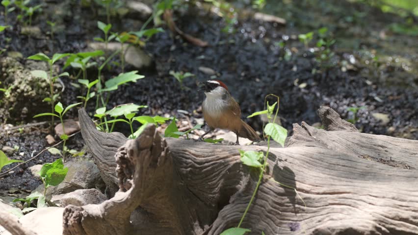 Chestnut-capped Babbler bird on stump.