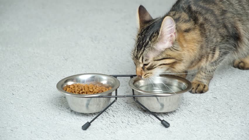 A domestic cat drinks water from a bowl Royalty-Free Stock Footage #1104204207