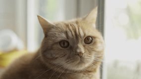 Portrait of red british scottish cat, close up. Cute adult british scottish cat sits on the windowsill, portrait. British scottish cat in home interior, sunny day. horizontal orientation video