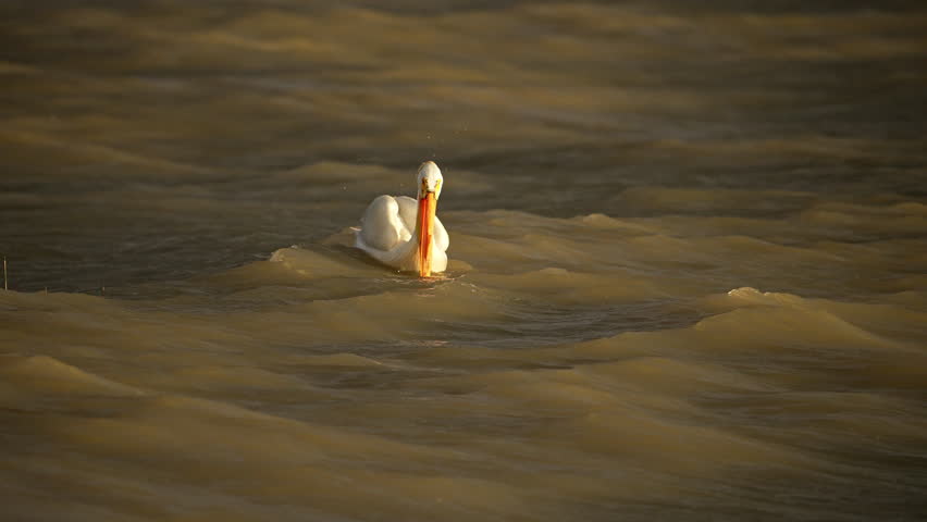 Pelican floating over the waves on Utah Lake during strong wind at sunset.