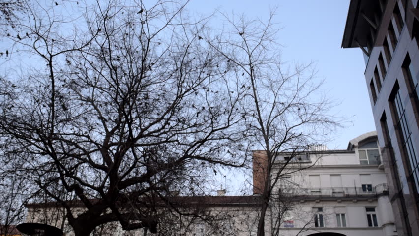 A flock of birds perched on a tree at sunset in Budapest