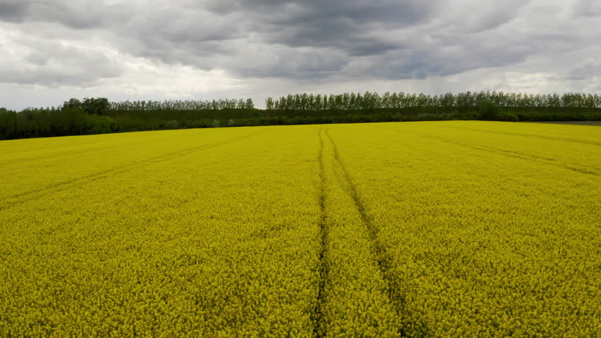 A aerial footage of vibrant field of canola, lush grassland and a backdrop of majestic trees in the vast rural landscape create an awe-inspiring sight that perfectly embodies natures beauty.