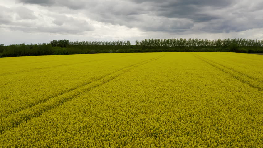 A aerial footage of vibrant field of canola, lush grassland and a backdrop of majestic trees in the vast rural landscape create an awe-inspiring sight that perfectly embodies natures beauty.