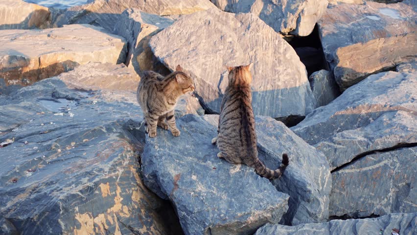 Two spotted tabby kittens on the rocks, the rock divide the territory hunt prey. Survival of stray pets in the wild, competition, dominance. problem of reproduction of homeless animals, sterilization Royalty-Free Stock Footage #1104217593
