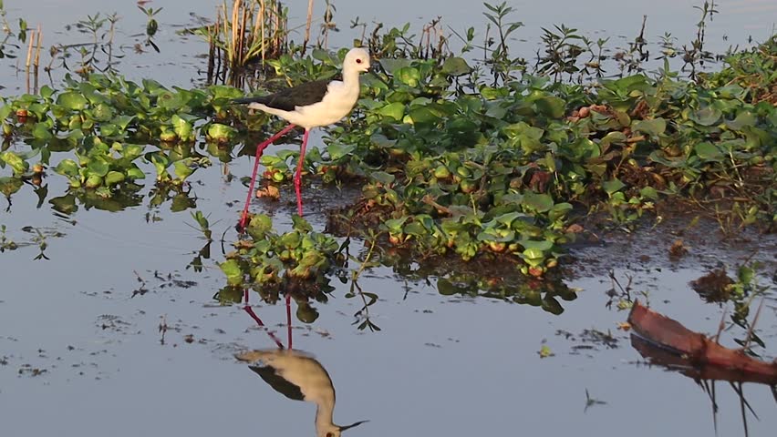 Black winged stilt or pied stilt bird walking on shallow water body or lake in search of food. These small migratory Birds have long pink legs and white body with black wings.