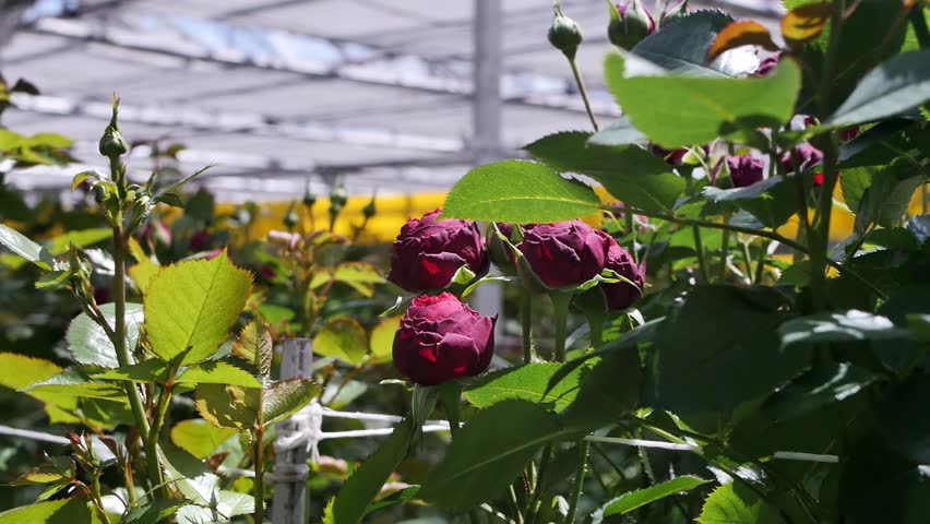 Dark red bush rose buds half-opened and unopened growing in a production greenhouse. Production and wholesale of various varieties of roses. rose growing, flower business