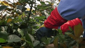 A woman gardener in a greenhouse takes care of grown roses, wearing red-yellow gloves on her hands, removing dry leaves and bending the stems to feed the growing roses. greenhouse roses - Powered by Shutterstock - Get 15% off with code: PIKWIZARD15