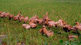 Animal Videos. Footage of ducks lining up and sunbathing in the middle of a rice field in the Cikancung Area, Outskirts of Bandung City - Indonesia