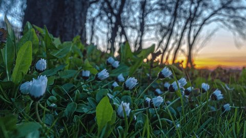 Daisy flowers rise from bulb into full bloom white petals as sun rises time lapse : vidéo de stock