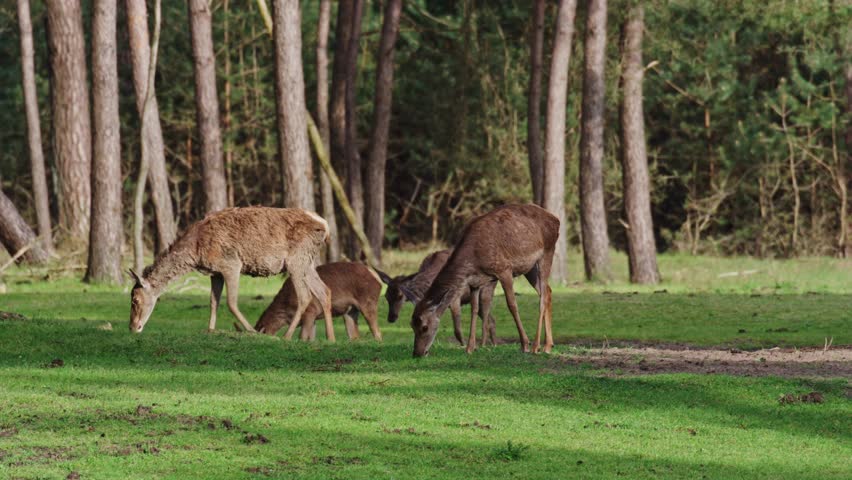 Female red deer and fawns graze through shadows of veluwe forest at midday Royalty-Free Stock Footage #1104232297