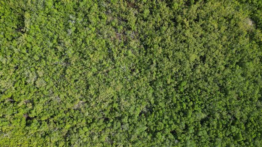Aerial view of flying straight up over the mangrove forest while looking straight down. Birds Eye View of Mangrove Swamp