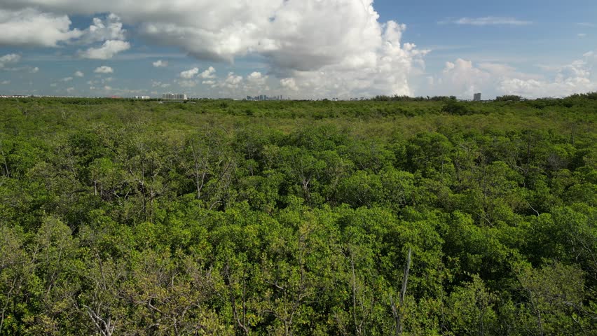 Aerial view flying over the mangrove forest. Birds Eye View of Mangrove Swamp