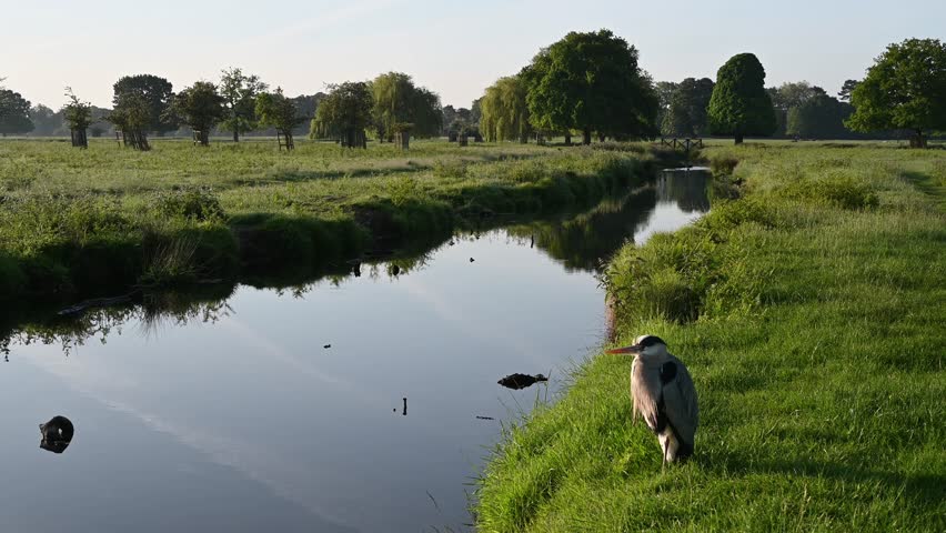 Bushy Park Surrey early morning with Grey Heron sitting by a stream